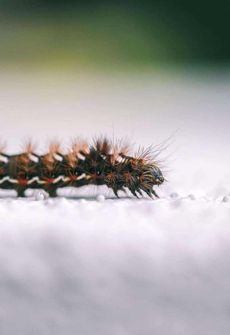 Caterpillar transforming into a butterfly